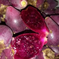 میوه کاکتوس