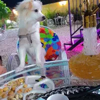 اشپیتز|سگ|بجنورد, |دیوار