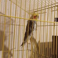 پرنده عروس هلندی