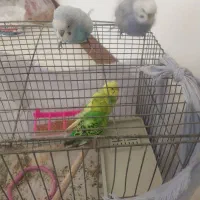 مرغ عشق  دستی