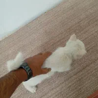 بچه گربه سفید کوچولو|گربه|یزد, |دیوار