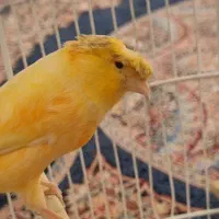 قناری نژاد گلاستر