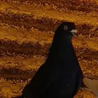 کبوترپرشی|پرنده|ساوه, |دیوار