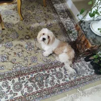 سگ خانگی