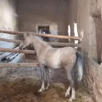 مادیان|اسب و تجهیزات اسب‌سواری|میلاجرد, |دیوار