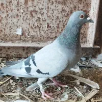 سبز پلاکی ماده قی250