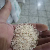 برنج مرغوب طارم امراللهی و هاشمی ، فجر و شیرودی