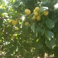 سلام باغ ویلایی نزدیک پل زمانخان|فروش زمین و ملک کلنگی|سامان, |دیوار