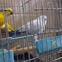 راهب نر بالغ آبی اوپلاین