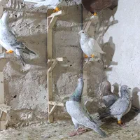 حیوون|پرنده|مشهد, کوی المهدی|دیوار