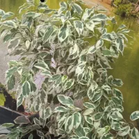 گل کم آب کم نور|گل و گیاه طبیعی|بروجرد, |دیوار