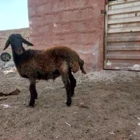 بره نر همو