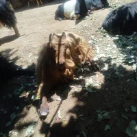 بز محلی