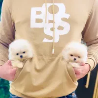 سگ پامرانین..پامر جیبی