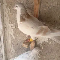 ساده هفت رنگ|پرنده|نیشابور, شهید بهشتی|دیوار