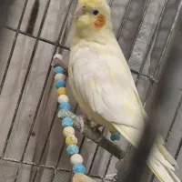 عروس هلندی لوتینو|پرنده|مشهد, فاطمیه|دیوار