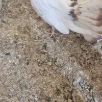 کبوتر دم چتری