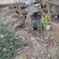 طاووس گم شده