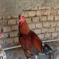خروس ماکیان
