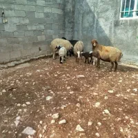 گوسفند بابره