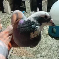 کبوتر|پرنده|ایرانشهر, |دیوار