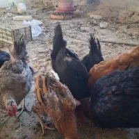 مرغ خروس|حیوانات مزرعه|شیراز, شهرک صنعتی شیراز|دیوار