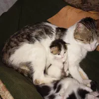 گربه