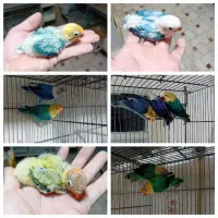 کوتوله برزیلی اپلاین مولد و سرلاکی|پرنده|قم, باجک سه|دیوار