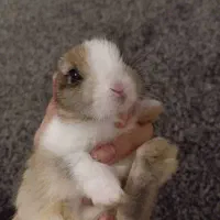 خرگوش|موش و خرگوش|بوشهر, |دیوار