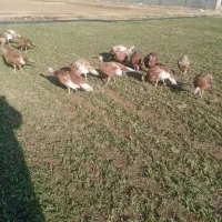 محلی بوقلمون