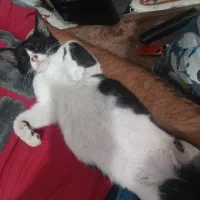 گربه زیبا|گربه|شیراز, فاضل|دیوار