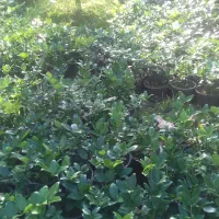 یاس هلندی و چمن|خدمات باغبانی و درختکاری|نشتارود, |دیوار