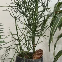 درختچه شاخ گوزنی|گل و گیاه طبیعی|رشت, گیل|دیوار