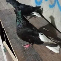 دم سیاه