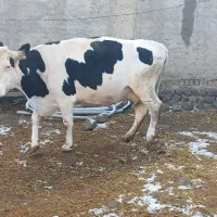 گاو گوشتی|حیوانات مزرعه|نظر کهریزی, |دیوار