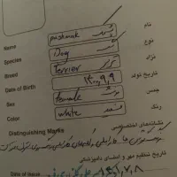 تریر|سگ|تبریز, |دیوار