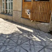 واگذاری سگ اشپیتز|سگ|شیراز, سعدیه شمالی|دیوار