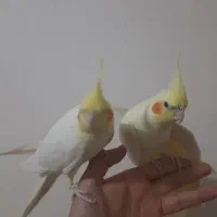 یک جفت عروس هلندی لوتینو مولد|پرنده|فردیس, شهرک راه آهن|دیوار