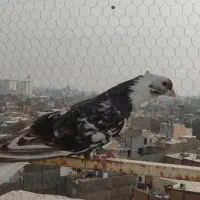 کبوتر سرور کاکلی|پرنده|تهران, شهرک صادقیه|دیوار