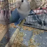 طوطی  برزیلی