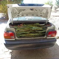 سانسوریا ابلق ریشه لخت