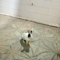 خرگوش معاوضه با پرنده