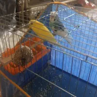دو جفت مرغ عشق|پرنده|کرمان, |دیوار