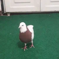 کبوترگم شده|حیوانات|قم, نیروگاه|دیوار