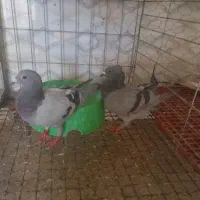 کفتر|پرنده|اهواز, کمپلو جنوبی|دیوار