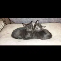 واگذاری بچه گربه رایگان