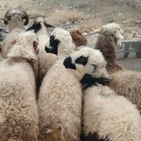 انتخاب دام هم با مشتری