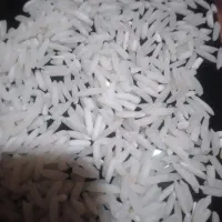 فروش برنج شیرودی ۲۴ تن تالش