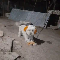 سگ پاکوتاه|سگ|اردبیل, |دیوار