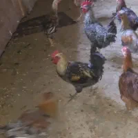 خروس|پرنده|گوآور, |دیوار